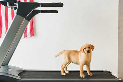 5 Steps to Train Your Dog to Walk on a Treadmill